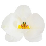 Orhideja hostija Bela 8,5 cm - 10/1