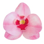 Orhideja hostija Roza 8,5 cm - 10/1